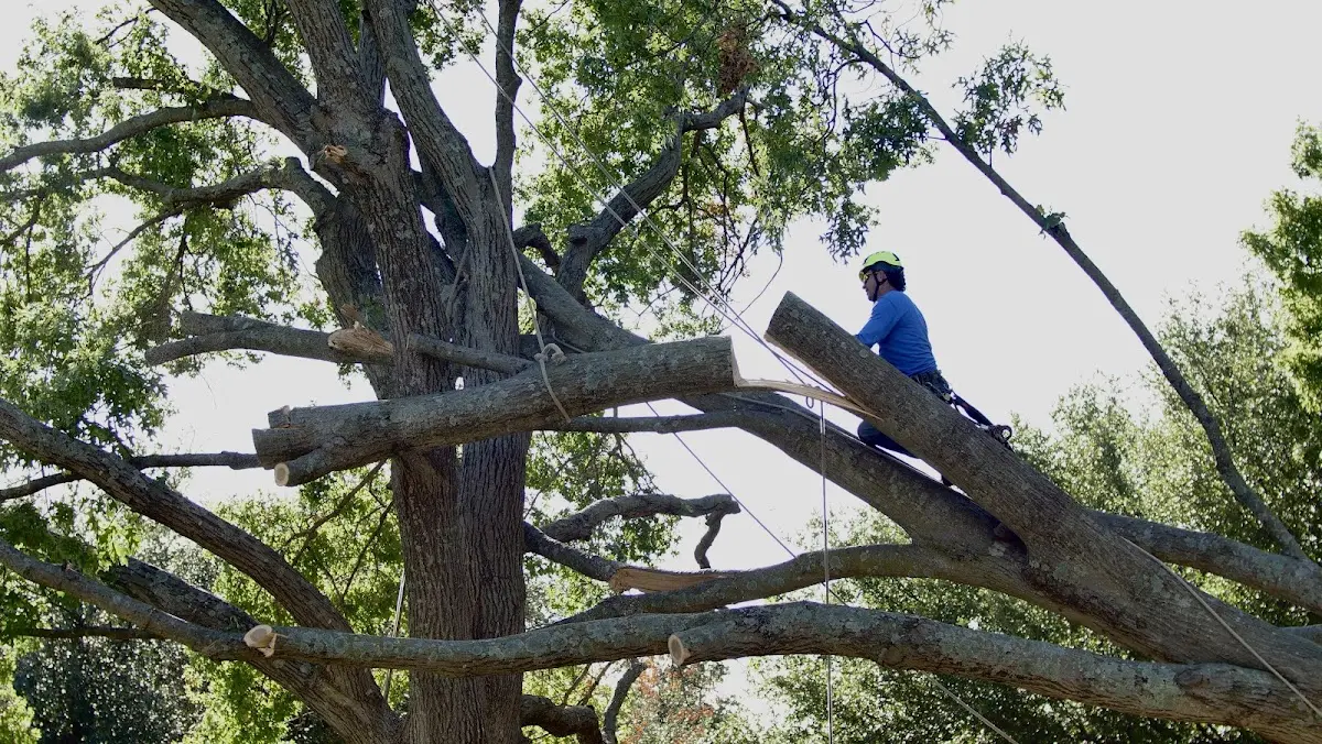 Professional Crown Thinning performed by certified arborists in Birch Tree