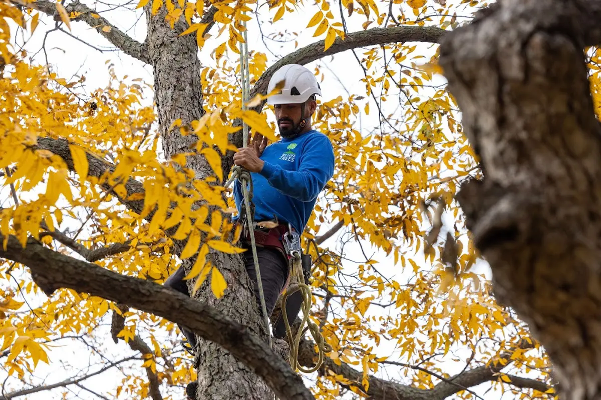Skilled Storm Damage Cleanup crew working in Birch Tree