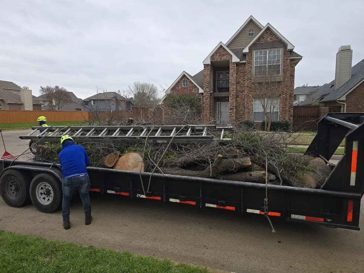 Expert Tree Pest Control with proper safety equipment in Birch Tree